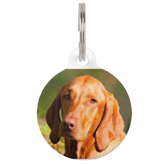 Placa Para Mascotas Vizla húngaro (Anverso)