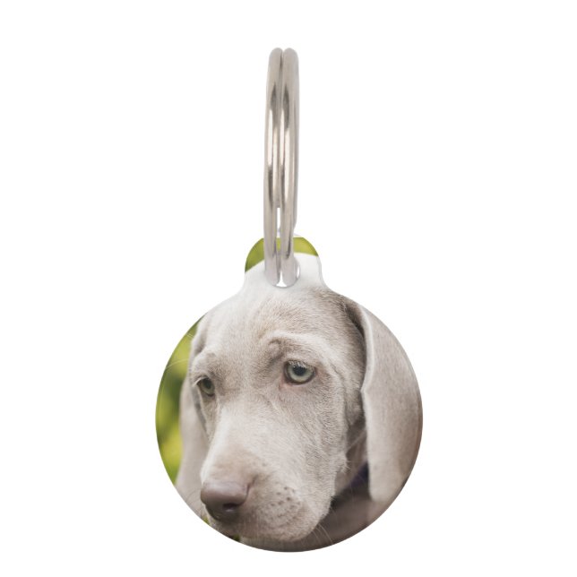 Placa Para Mascotas Weimaraner (Anverso)