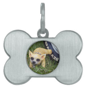 Placa Para Mascotas Whiz Kid