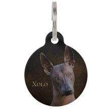 Xoloitzcuintle