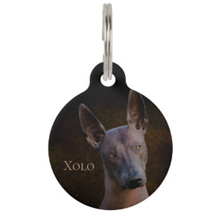 Placa Para Mascotas Xoloitzcuintle