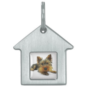 Placa Para Mascotas Yorkshire