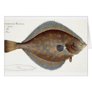 Placa XLII de la platija (Pleuronectes Platessa)