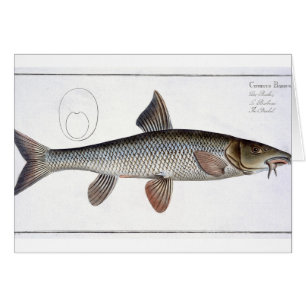 Placa XVIII de la barbilla (Cyprinus Barbus) de