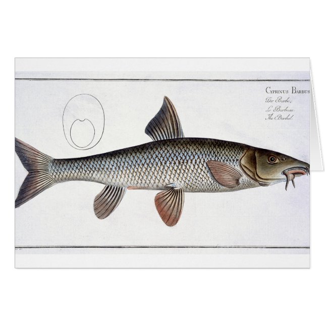 Placa XVIII de la barbilla (Cyprinus Barbus) de (Anverso (Horizontal))