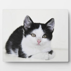 Placas de Foto de Gatito Pensativo Blanco y Negro