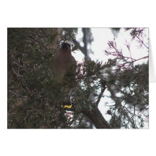Placer del Waxwing de cedro