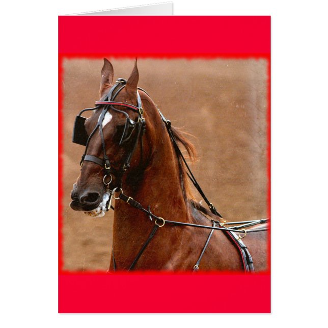 Placer Harness Saddlebed Digital Art Border (Frente)