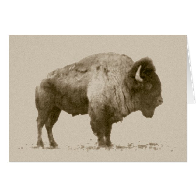 Plains Bison (Anverso (Horizontal))