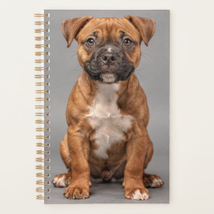 Planificador de cachorros de Staffordshire Bull Te