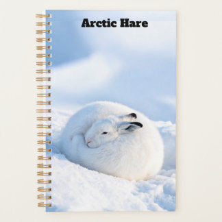 Planificador de la liebre ártica