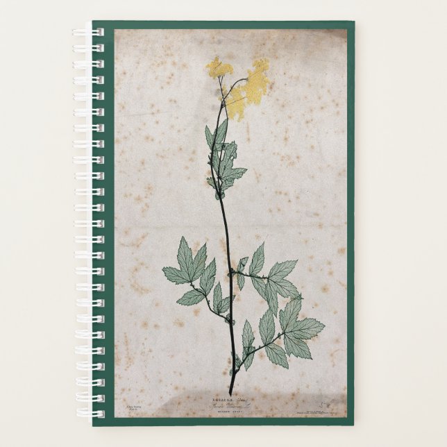 Planificador de Meadowdulce (Anverso)