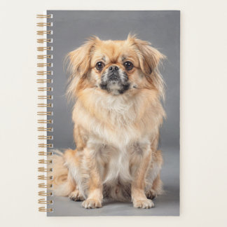 Planificador de Spaniel Tibetano