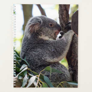 Planificador mensual/semanal del oso de Koala
