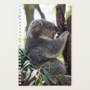 Planificador mensual/semanal del oso de Koala