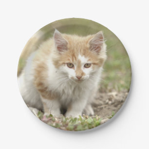 Plano de papel. Mascota. Plato de papel