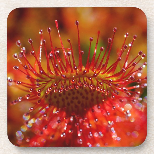 Planta carnívora de sol. Posavasos de plástico dur (Frente)