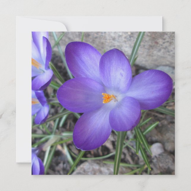 Planta Crocus Garden (Anverso)