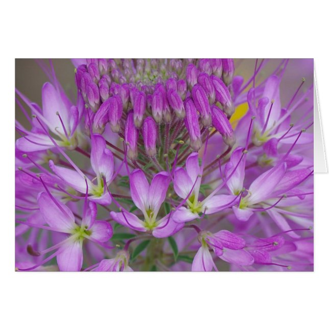 Planta de abejas de montaña rocosa (Anverso (Horizontal))