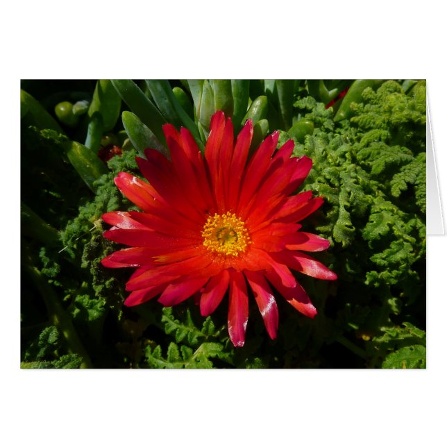 Planta de alfombras coloreadas de flores de hielo  (Anverso (Horizontal))