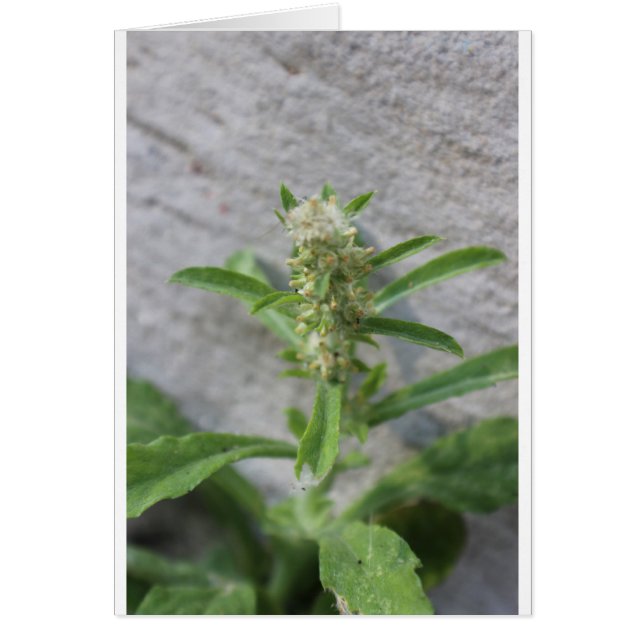 Planta de Algas Locas (Frente)