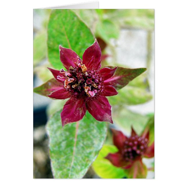 Planta de bonito (Frente)