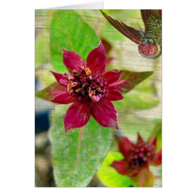 Planta de bonito 2 (Frente)