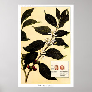 Planta de Café 1923 IMPRESIÓN DE PÓSTER Botánica V