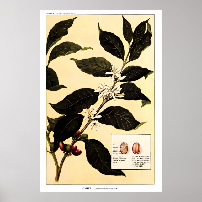 Planta de Café 1923 IMPRESIÓN DE PÓSTER Botánica V (Frente)