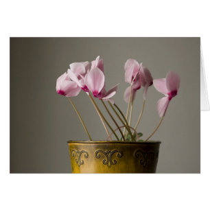 Planta de ciclamen