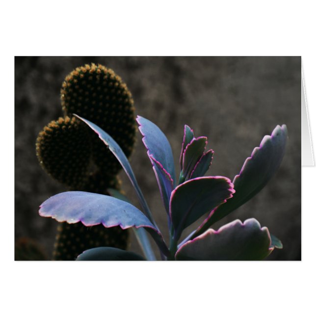 Planta de desierto (Anverso (Horizontal))