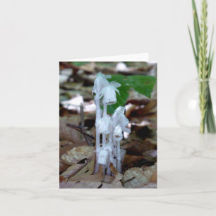 Planta de Fantasma Blanca