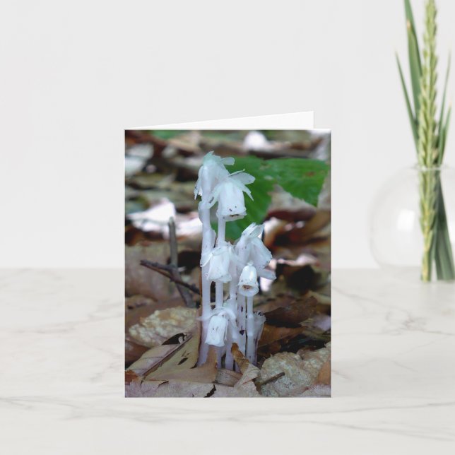 Planta de Fantasma Blanca (Anverso)