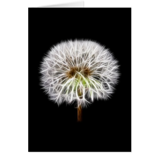 Planta de flores de Dandelion blanco (Frente)