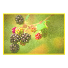 "Planta de frutas de Blackberries" Foto Cute. ¡Haz