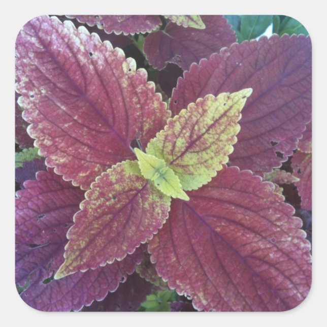 Planta de hojas rojas grandes Pegatinas cuadrados (Anverso)