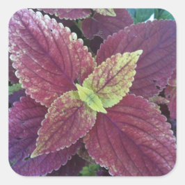 Planta de hojas rojas grandes Pegatinas cuadrados