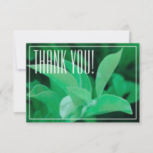 Planta de hojas verdes pálidas gracias tarjeta pla