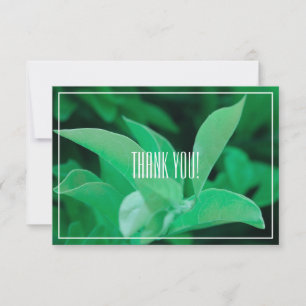 Planta de hojas verdes pálidas gracias tarjeta pla