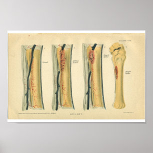 Planta de impresión de anatomía de caballos vintag