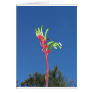 PLANTA DE LA PATA DE CANGURO