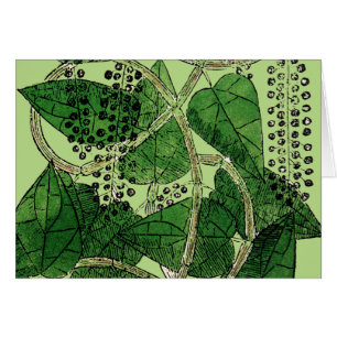 Planta de la pimienta negra, 1578