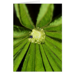 Planta de palmas para bebés por tarjeta de felicit