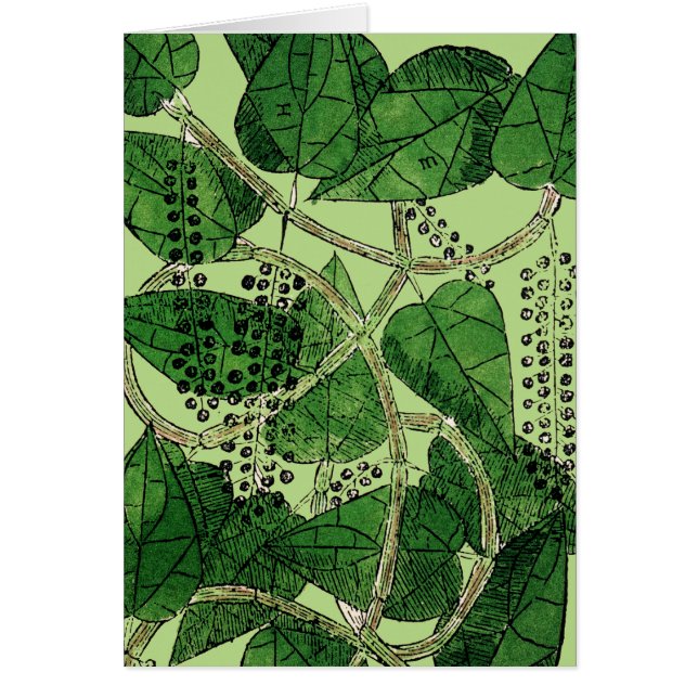 Planta de Pepper Negra, 1578 (Frente)