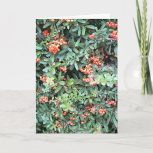 Planta de Pyracantha en tarjeta de saludo