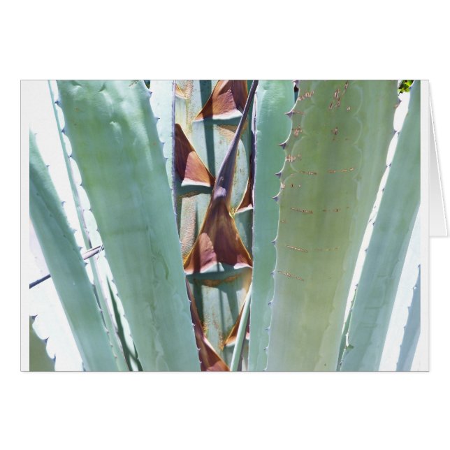 Planta de siglos (Anverso (Horizontal))