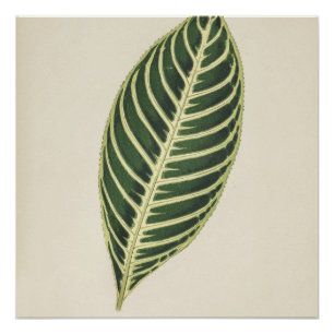 Planta de tigres (Sanchezia Nobilis) Poster grabad