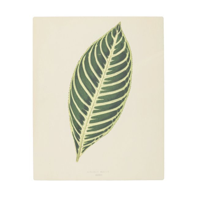 Planta de tigres (Sanchezia Nobilis) Poster grabad (Anverso)