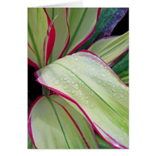 Planta Hawaiian Ti