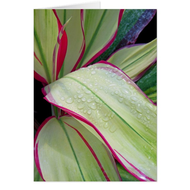 Planta Hawaiian Ti (Frente)